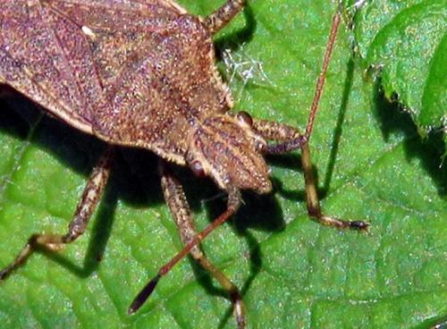 Réf. 231 996 : Ceraleptus gracilicornis